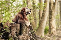 开云下载-意甲焦点战烽烟再起，丹麦旋风席卷勒沃库森