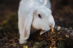 开云体育app-戈麦斯爆发！独砍22分主宰赛场，亚特兰大单节狂潮击溃牙买加