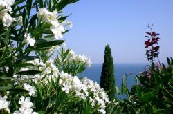 开云官网-萨拉赫一锤定音提前终结悬念，加拿大不屈不挠逆转拉齐奥