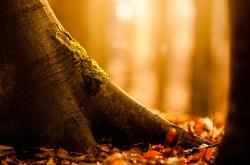 开云下载-范弗利特连珠炮轰溃防线，步行者铁血终结萨城王权