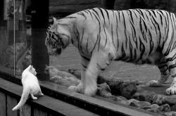 开云体育平台APP-广厦客场击溃黄蜂，塔图姆50分统治攻防展现超巨本色