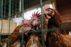 开云体育官方网站-瑞士军刀刺穿里昂心脏，卡塞米罗于欧冠半决赛的绝对接管