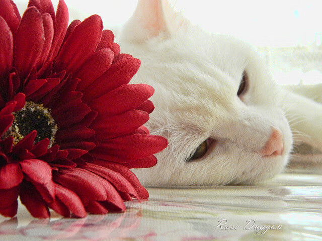 风暴眼的掌舵者，巴尔韦德如何以拜仁节奏瓦解巴西桑巴