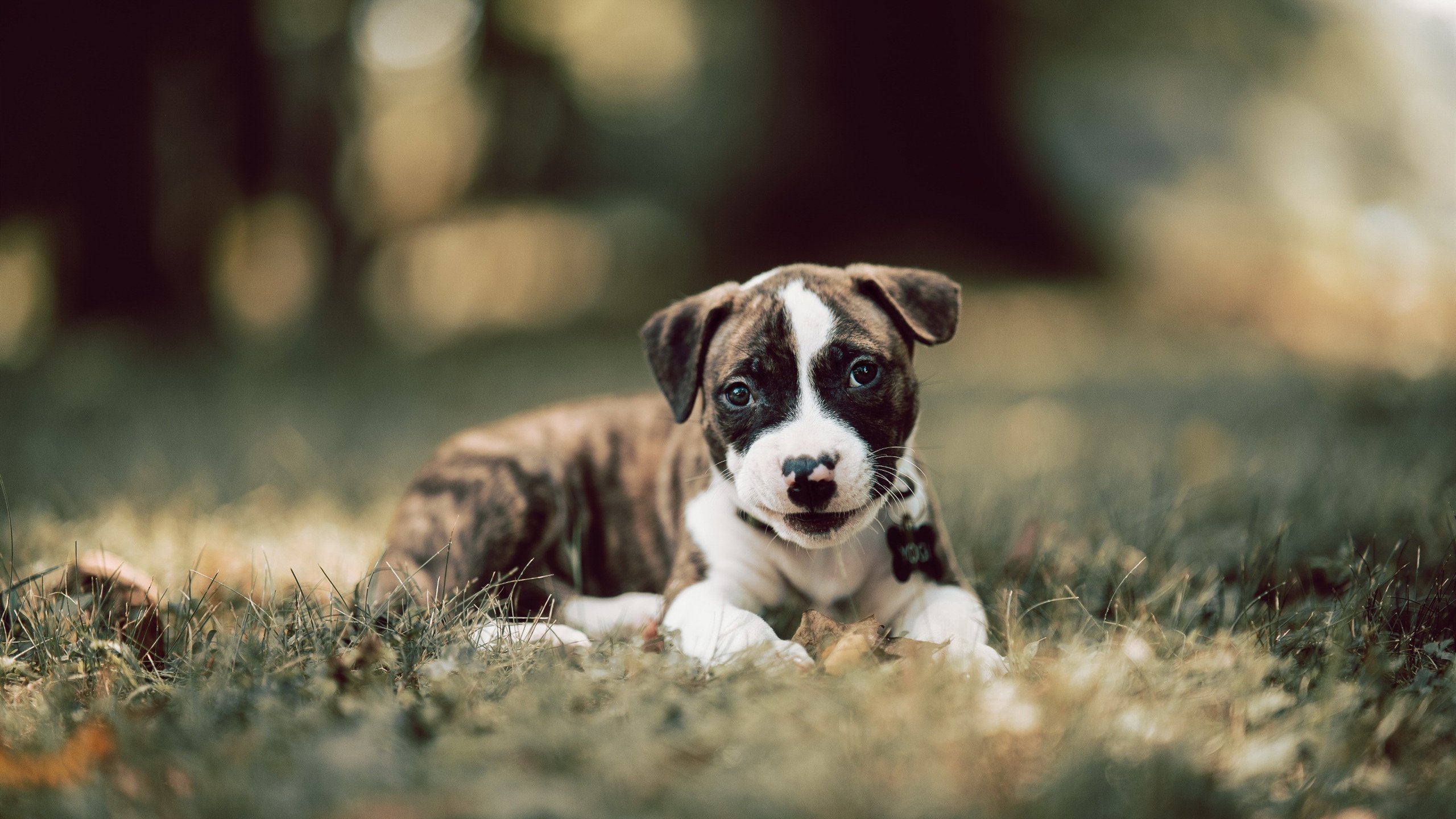 速度与荣耀，当F1风啸巴林，李刚仁的关键制胜点燃亚洲之夜