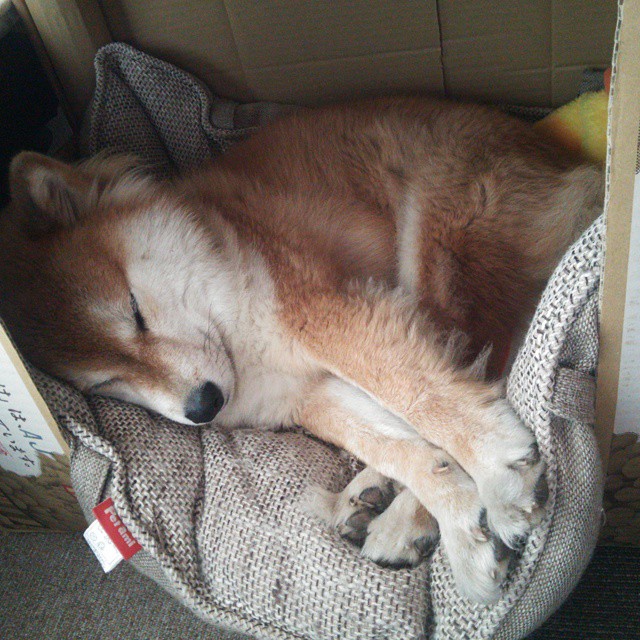 火力全开！克莱个人能力完全展现，群狼战术冲垮公牛