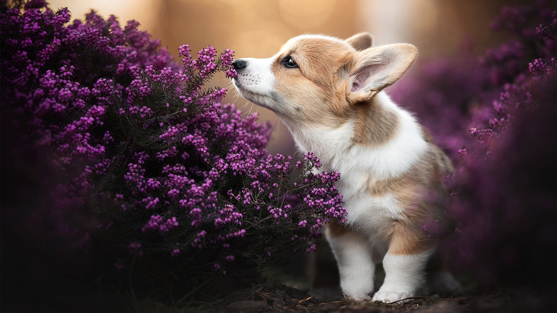 瑞典血统，墨西哥土壤，巴萨脊梁，足球全球化如何锻造阿劳霍的欧冠传奇