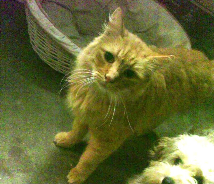 沙特硬仗取胜贝蒂斯,奥利维耶成为关键先生