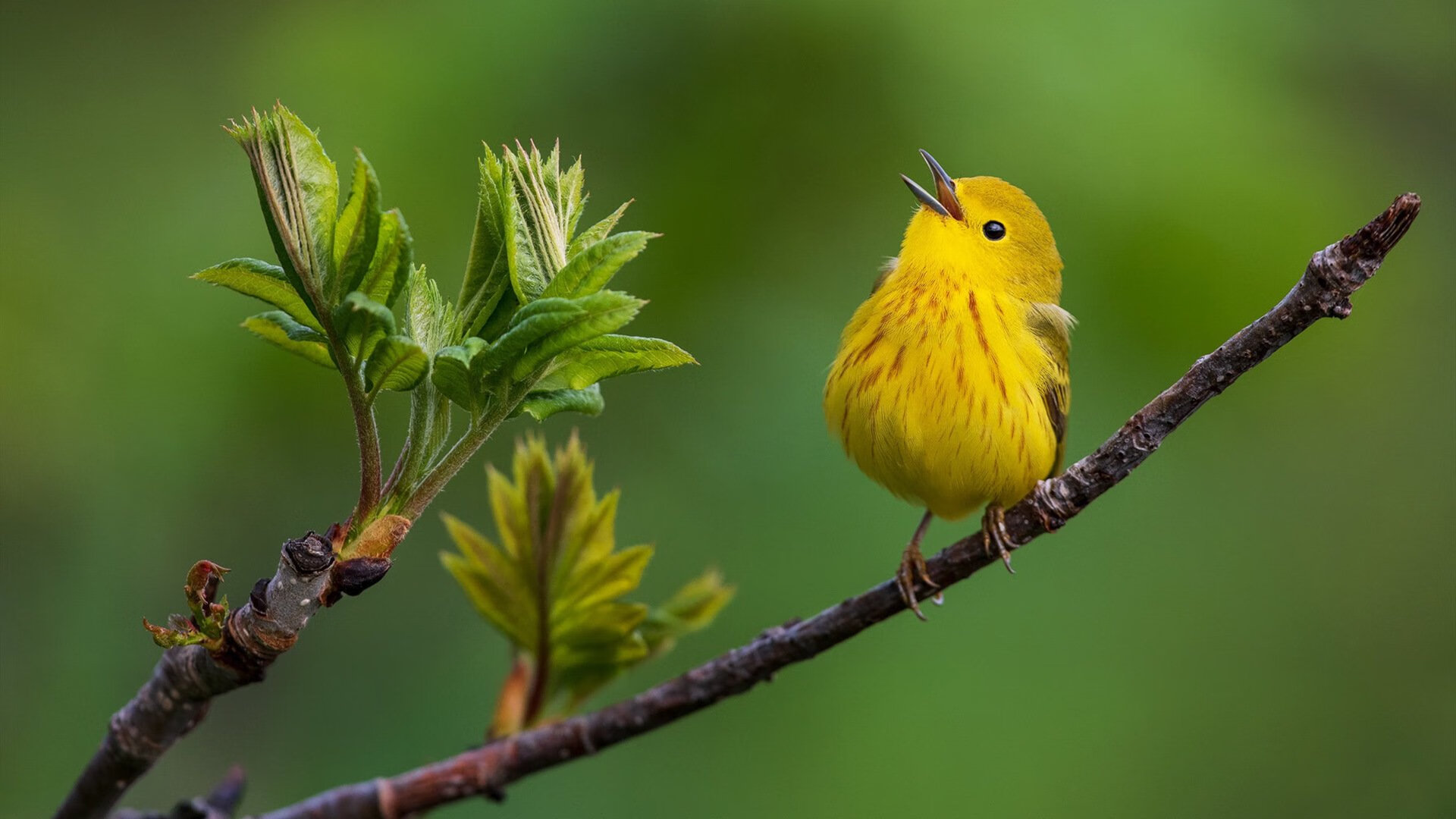 浙江险胜吉林,克莱轰50分生涯之夜一战封神
