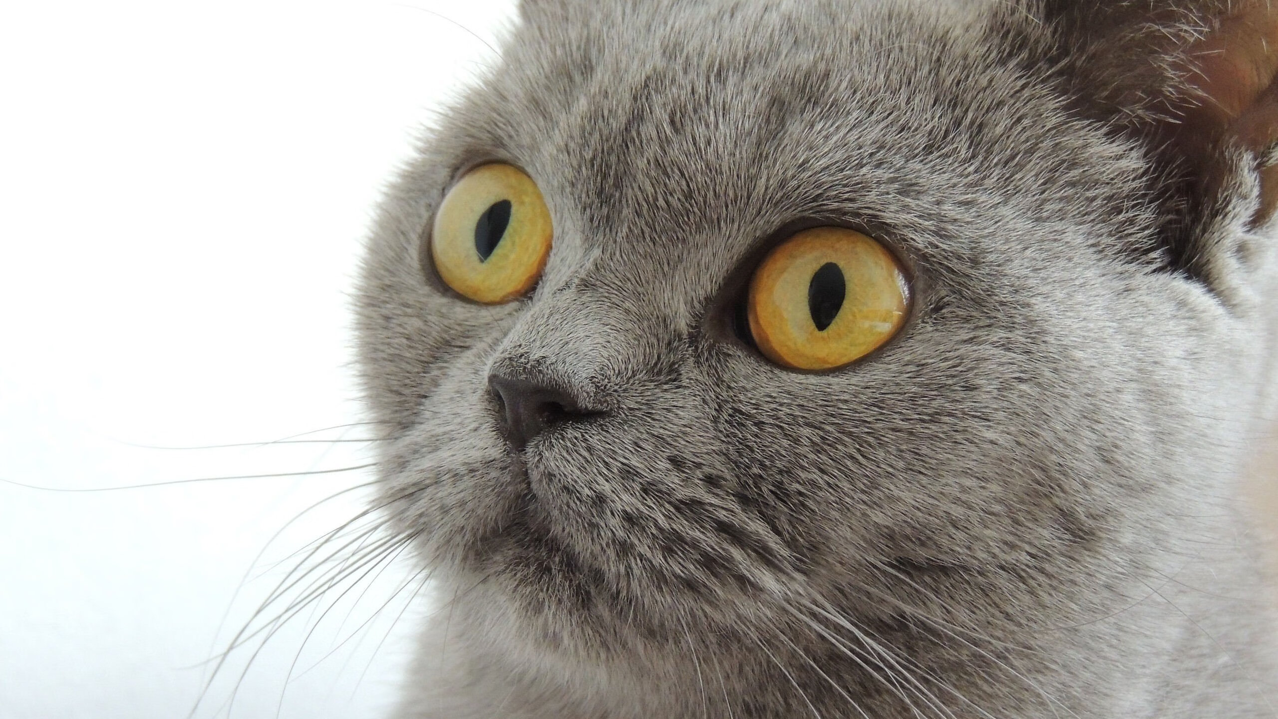 绝杀之夜!罗德里天神下凡,墨西哥哥舞探戈,沙漠之狐黯然退场