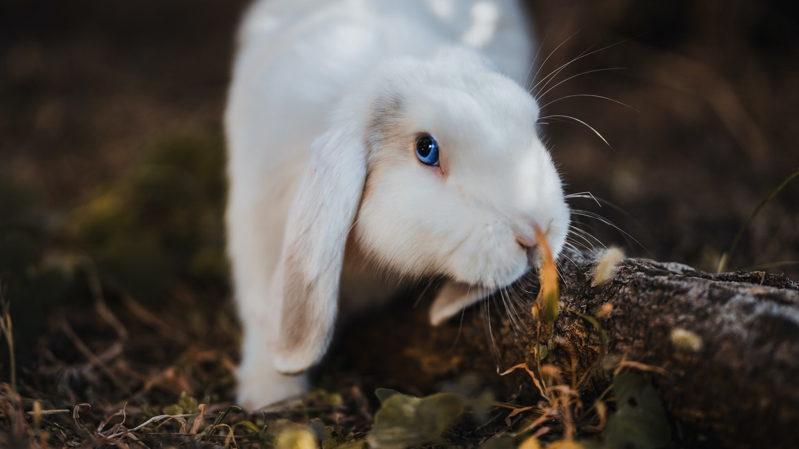 艺术与纪律的较量，奥纳纳如何成为佛罗伦萨节奏的关键先生