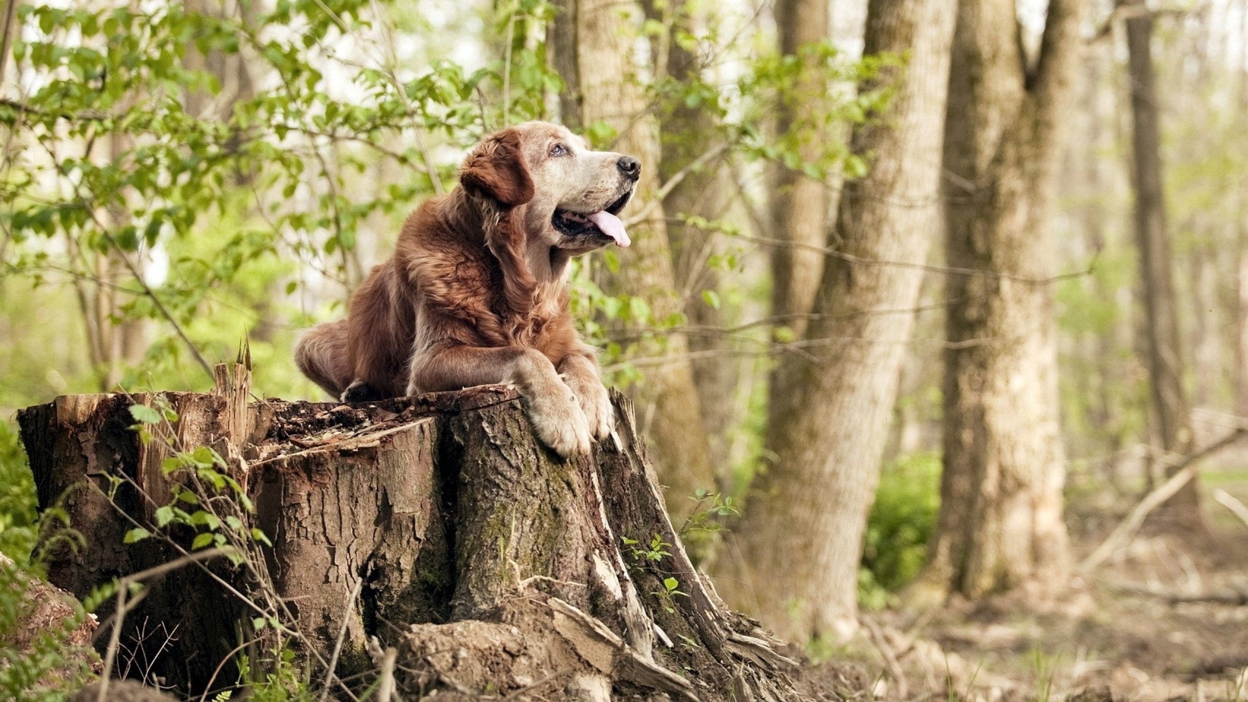 意甲焦点战烽烟再起,丹麦旋风席卷勒沃库森