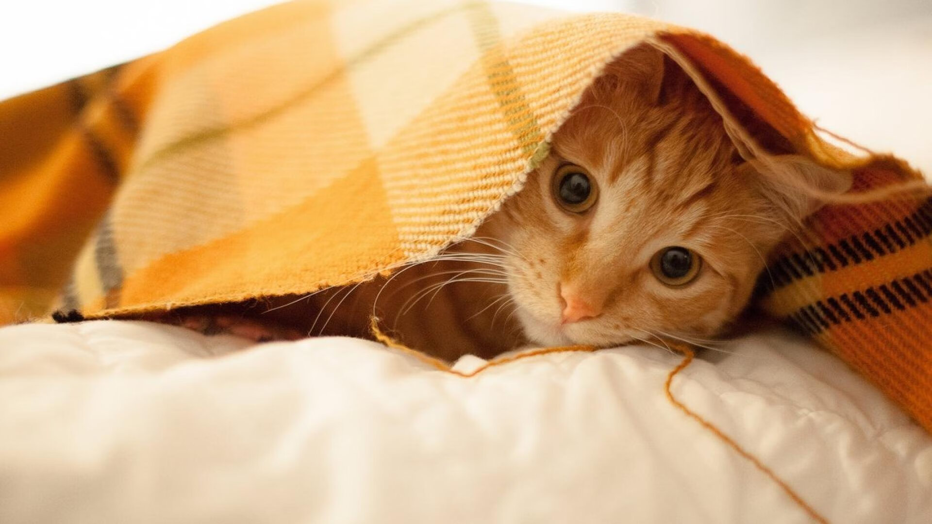 快船收割北京队启示录,莫兰特的舞台定律—越大越强