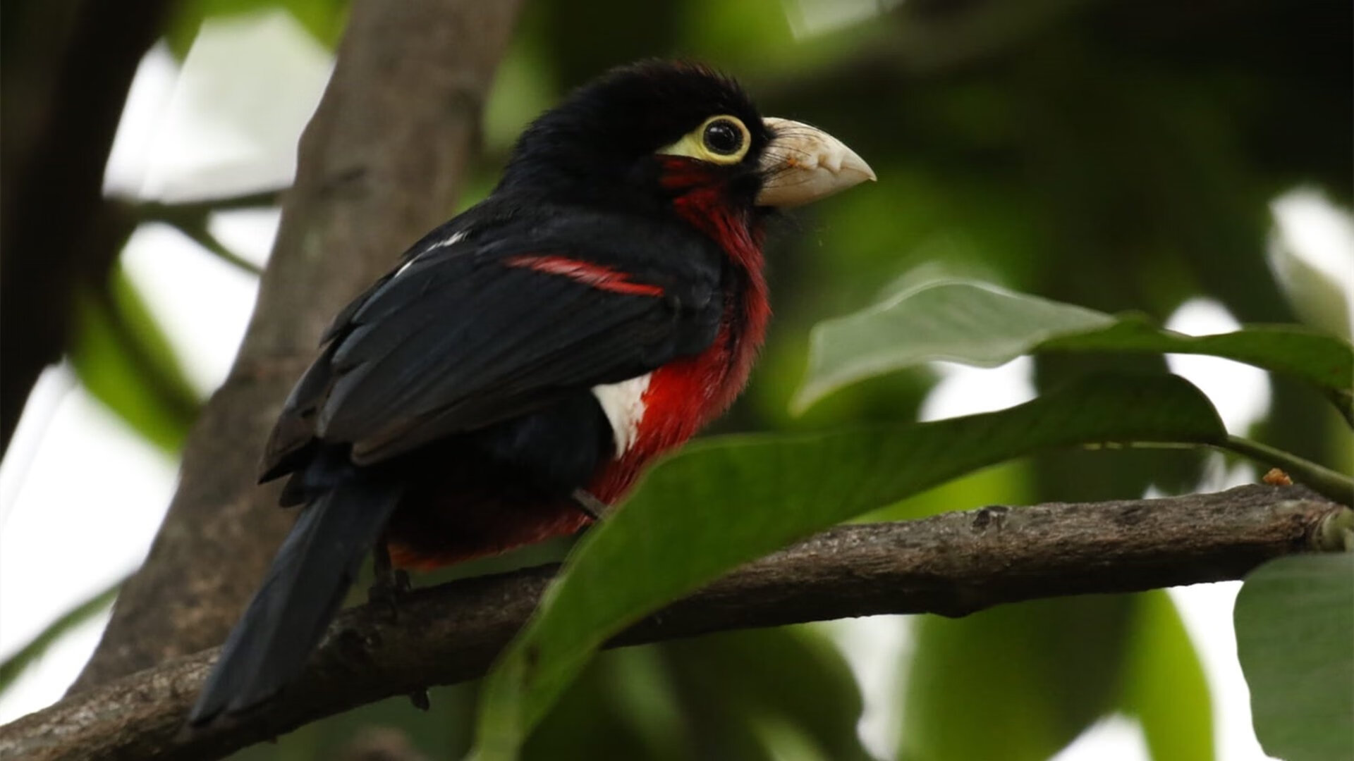 2026世界杯之夜，当帕尔默的轨迹划过北美天空