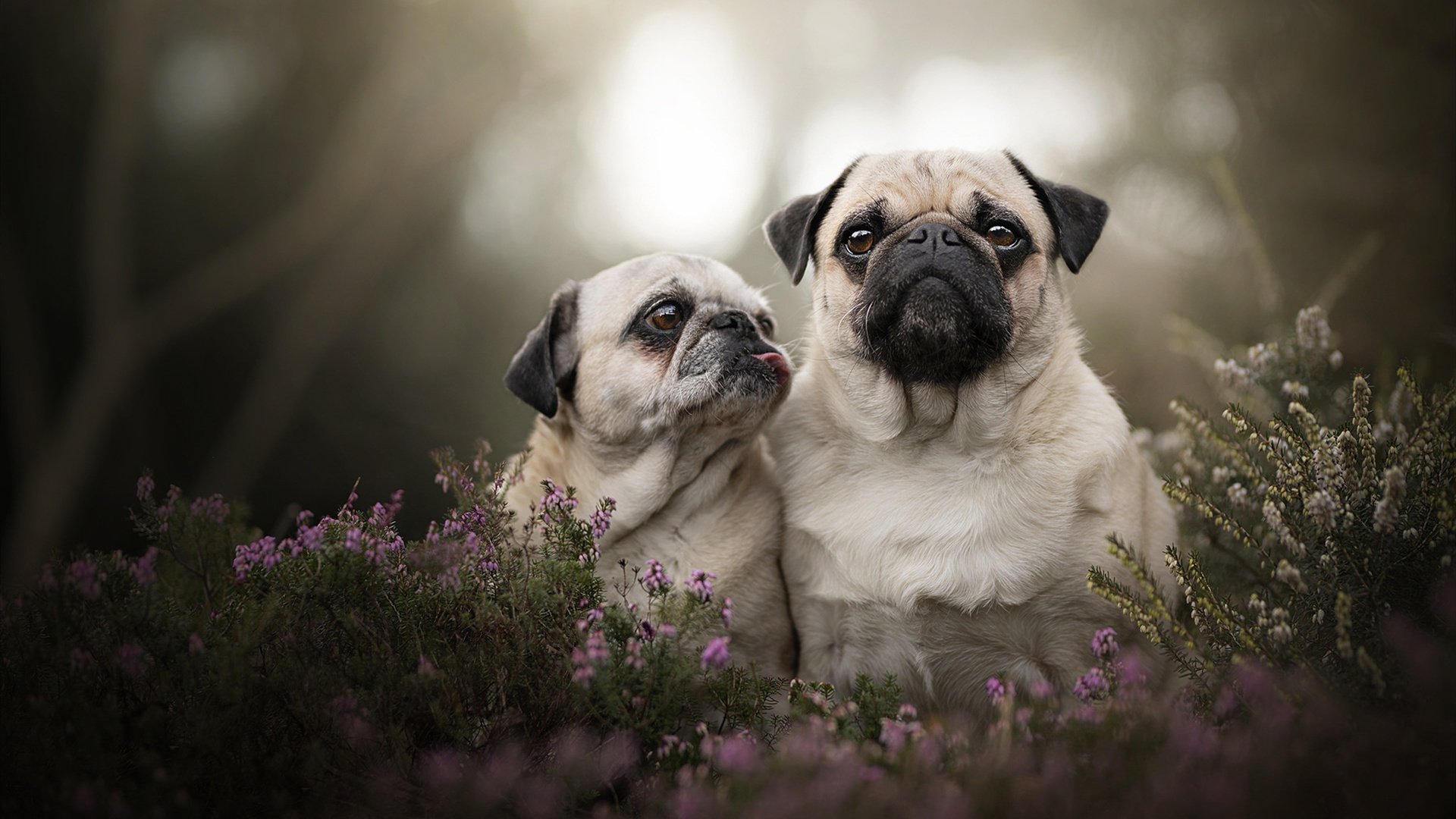 戈麦斯爆发！独砍22分主宰赛场，亚特兰大单节狂潮击溃牙买加