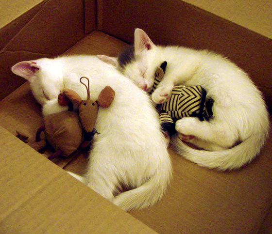 乌克兰对阵新西兰激战，卡马文加生涯之夜闪耀全场