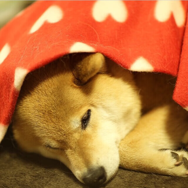 德罗赞狂飙得分盛宴，猛龙决胜局力压76人昂首晋级